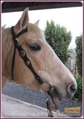 Quel est le nom de ce cheval ?