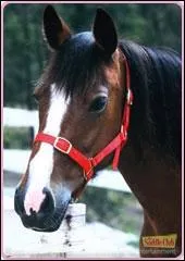 Quel est le nom de ce cheval ?