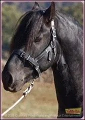 Quel est le nom de ce cheval ?