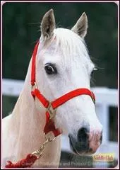 Quel est le nom de ce cheval ?