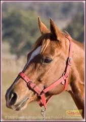 Quel est le nom de ce cheval ?