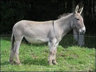 Comment se nomme cet ne ?