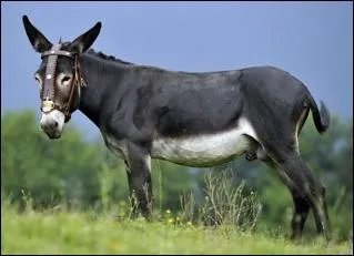 Comment se nomme cet ne ?