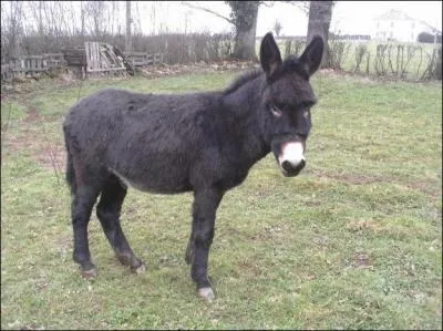 Comment se nomme cet ne ?