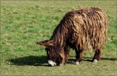 Comment se nomme cet ne ?