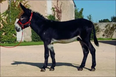 Comment se nomme cet ne ?