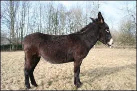 Comment se nomme cet ne ?