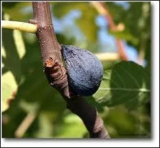  Ecco la fica  devaient-ils dire ! Malheureux supplicis grossirement humilis qui devaient arracher publiquement et replacer  au mme endroit  une figue, avec la bouche.