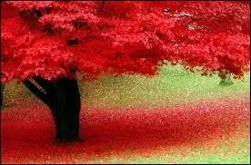 Accent : Des arbres inconnus, (... ), montent et flambent comme des incendies. "