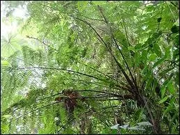 Orthographe : Des arbres de toutes espèces, groupés au (... ) de la fantaisie la plus folle par bouquets ou par (... ).