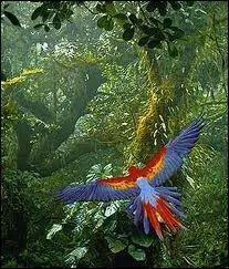 Accent et orthographe : .Tous rivalisent (... ) qui montera plus haut, toujours plus haut, vers la lumière (... ).