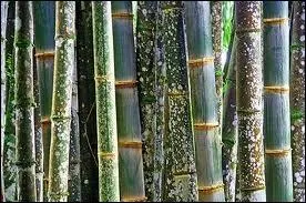 Orthographe : Des bambous (... ) partent comme des (... ) ;