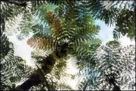 - des cocotiers font (... ) en plein ciel leurs (... ) pluvieuses.