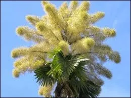 Orthographe : Des taliputs hissent à trente mètres des (... ) de muguets.