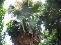 Des palmes gonflées d'azur (... ) des parachutes.