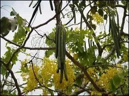 Des canéficiers (... ) des fleurs en or, et d'autres des (... ) de fruits bleus.