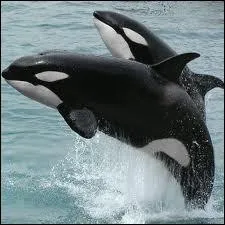 L'orque est l'ennemie naturelle du Requin, elle pourait en tuer un pour dfendre son petit !