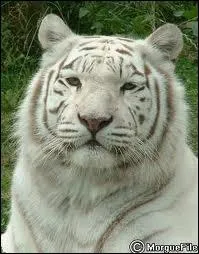 Le Tigre Blanc vient du Tigre de Sibrie.