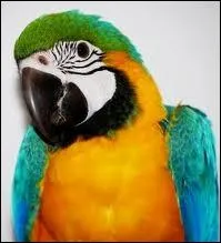 Cet oiseau est un Ara nous pouvons l'observer en Asie.