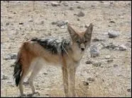 Ce chacal est un cousin du loup et fait partie de la famille des Canids.