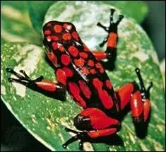 Cet amphibien est trs color mais peut tre mortel.