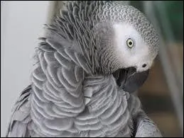 Cet animal a une particularit, celle de refaire tout ce qu'il voit.