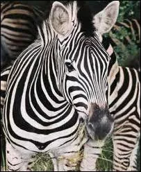 Quel est cet animal sauvage ou domestique ?