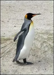 Quel est cet animal sauvage ou domestique ?