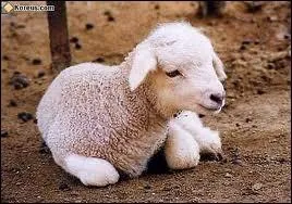 Quel est cet animal sauvage ou domestique ?