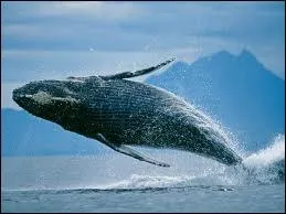 Quel est cet animal sauvage ou domestique ?