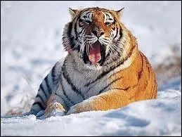 Quel est cet animal sauvage ou domestique ?