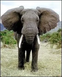 Quel est cet animal sauvage ou domestique ?