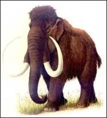 Quel est cet animal sauvage ou domestique ?