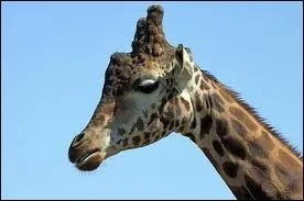 Quel est cet animal sauvage ou domestique ?