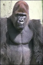 Quel est cet animal sauvage ou domestique ?