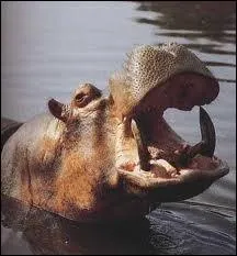 Quel est cet animal sauvage ou domestique ?