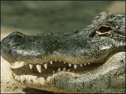 Quel est cet animal sauvage ou domestique ?