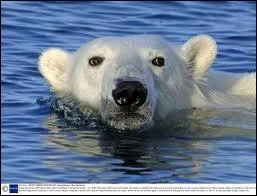 Quel est cet animal sauvage ou domestique ?