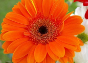 Quiz Les fleurs orange