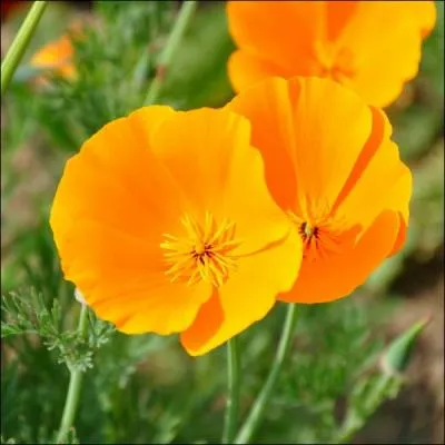 Comment se nomme cette fleur ?