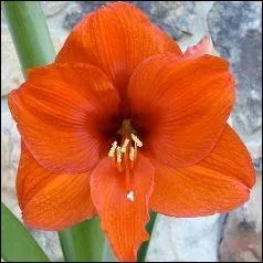 Comment se nomme cette fleur ?