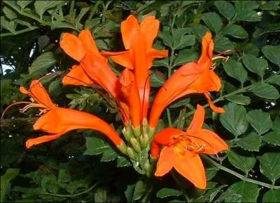 Comment se nomme cette fleur ?