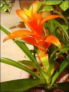 Comment se nomme cette fleur ?