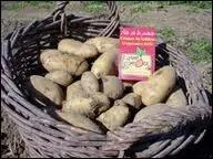 On n'y penserait pas et cependant elle est frquente : 'la fte de la Patate', en Haute-Sane,  :