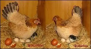 Sait-on depuis quand il est fait mention de la question que tout le monde se pose : ' de l'oeuf ou de la poule qui est apparu en premier ' ?