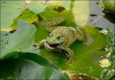 Le nom de cet amphibien est associ  celui d'un animal trs apprci pour son courage, mais qui finit souvent sans ses oreilles et sa queue !