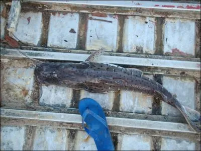 Ce poisson amazonien porte le mme nom qu'un moyen d'clairage dsuet !