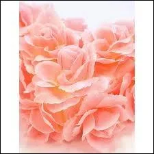 Quelles sont ces fleurs ?