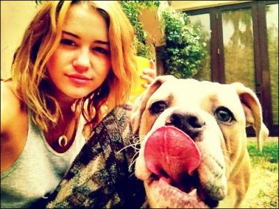 Miley possde 7 chiens.
