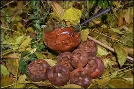 Vous n'aurez pas fait ce quiz pour des :